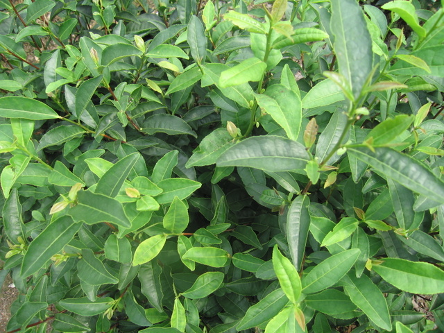 Longjing tea bush
