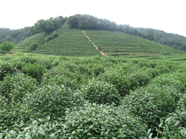 The tea plantation where our leaves were picked