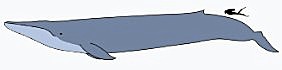 Blue whale versus human size